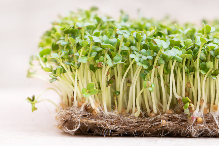 How to grow broccoli sprouts | step-by-step guide